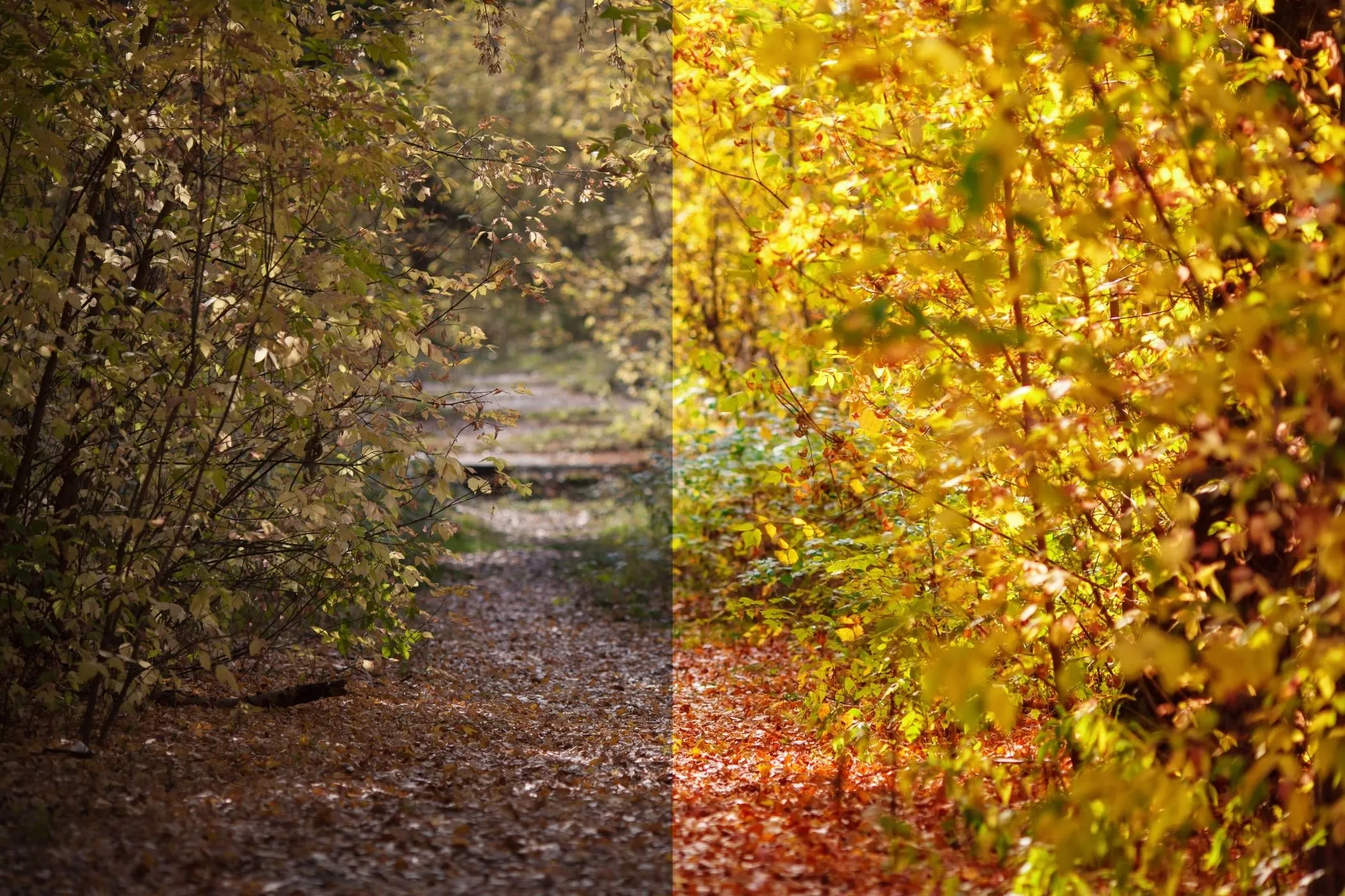 A forest path in autumn, shown with muted colors on one side and warmer, brighter tones on the other.